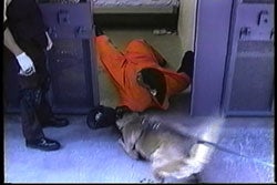 A training video shows how dogs were used for cell extractions. 