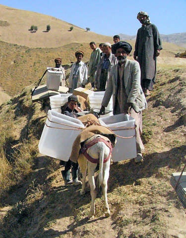 Afghan men preparing asses loaded with mobile polling stations in the eastern province of Badakhshan, September 16, 2005.  (c) Reuters 2005