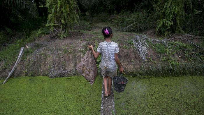 700px x 393px - Mengapa Tanah Kami?â€: Ekspansi Perkebunan Kelapa Sawit di Indonesia  Membahayakan Lahan Gambut dan Penghidupan Masyarakat | HRW