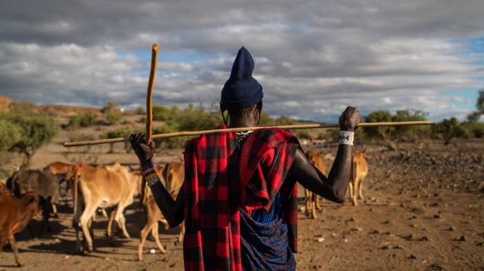 A man stands in front of a herd of cattle with his back to the camera