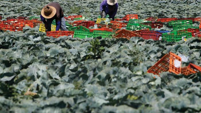 A Raw Deal: Abuse of Thai Workers in Israel's Agricultural Sector
