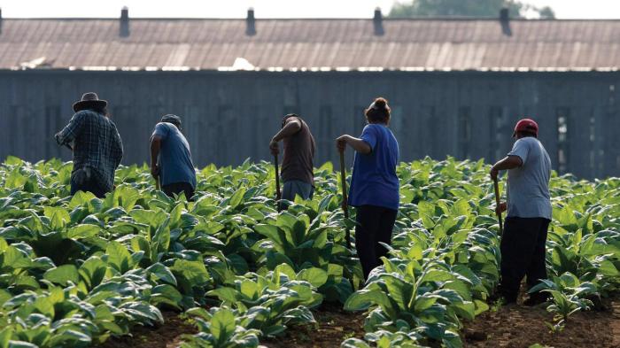 Cultivating Fear: The Vulnerability of Immigrant Farmworkers in the US to  Sexual Violence and Sexual Harassment