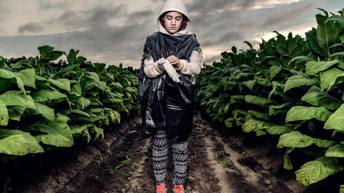 Teens of the Tobacco Fields: Child Labor in United States Tobacco