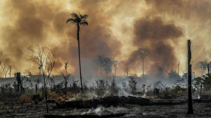 Rainforest Mafias: How Violence and Impunity Fuel Deforestation in