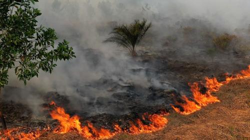 Oil Palm Expansion Risks Environment, Harms Communities