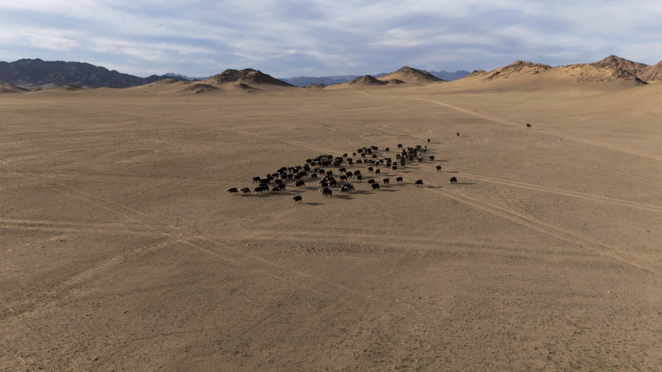 Goats walking in the desert in Al-Ula City, Saudi Arabia, February 12, 2024.