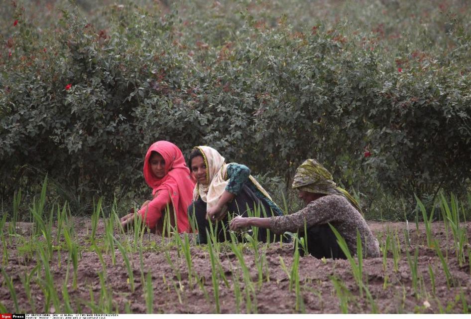 850px x 575px - New Pakistani Law Protects Women Farm Workers | Human Rights Watch