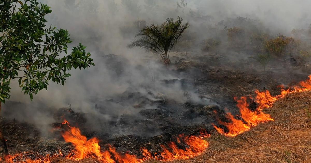 Indonesia: Expanding Palm Oil Operations Bring Harm | Human Rights Watch