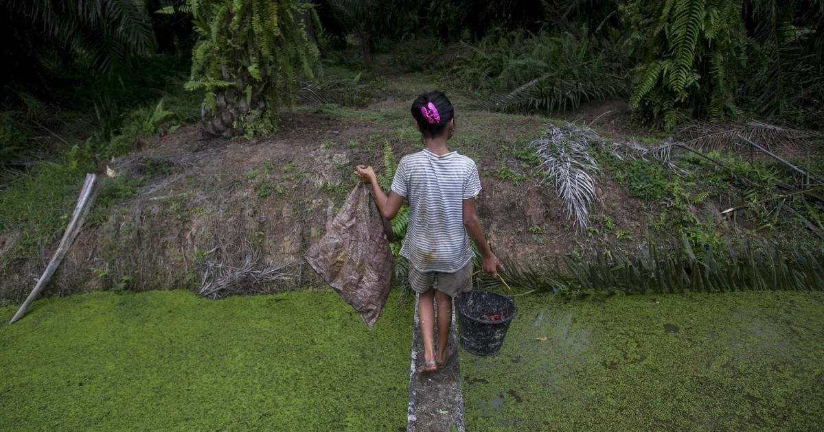 1200px x 630px - Why Our Land?â€: Oil Palm Expansion in Indonesia Risks Peatlands and  Livelihoods | HRW