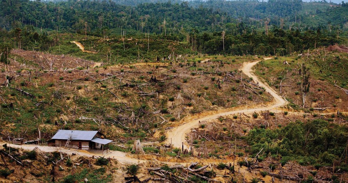 The Dark Side of Green Growth: Human Rights Impacts of Weak Governance in  Indonesia's Forestry Sector | HRW