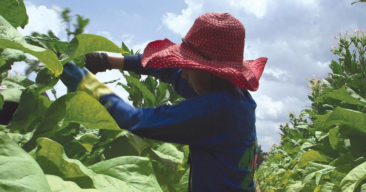Tobacco's Hidden Children : Hazardous Child Labor in United States Tobacco  Farming | HRW