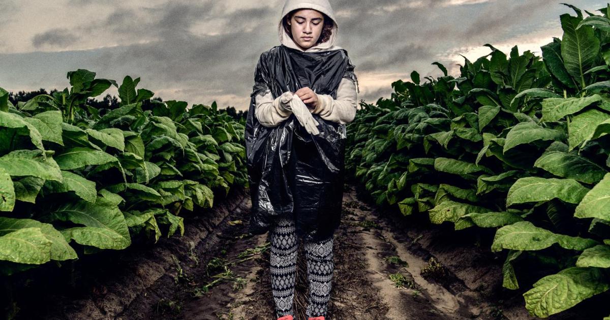 Teens of the Tobacco Fields Child Labor in United States Tobacco