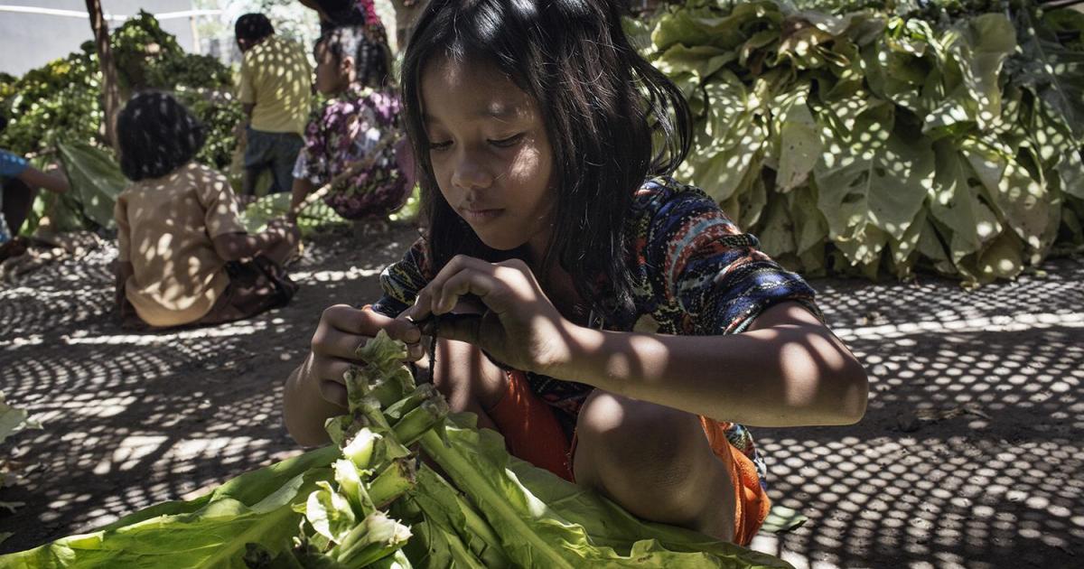 US: Child Workers in Danger on Tobacco Farms