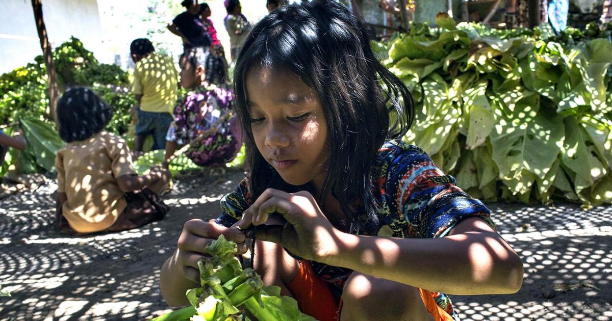 1200px x 630px - The Harvest is in My Bloodâ€: Hazardous Child Labor in Tobacco Farming in  Indonesia | HRW