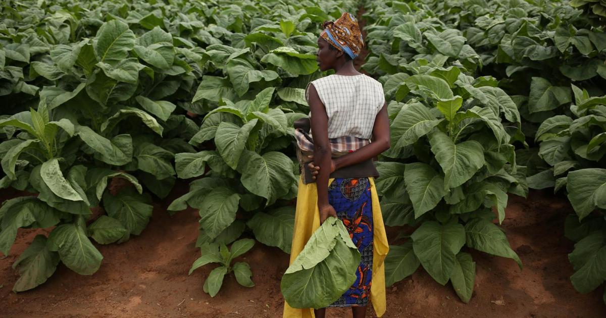 A Bitter Harvest: Child Labor and Human Rights Abuses on Tobacco