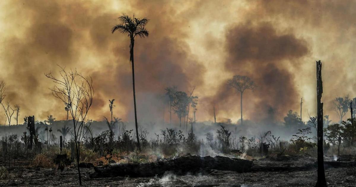 Rainforest Mafias: How Violence and Impunity Fuel Deforestation in Brazil's  Amazon | HRW