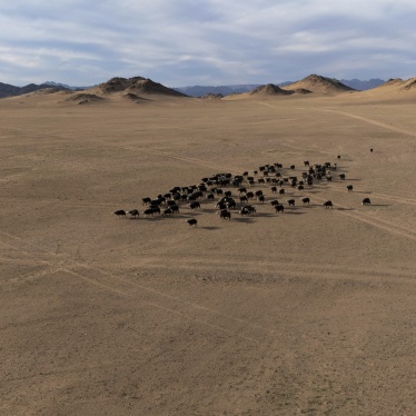 Goats walking in the desert in Al-Ula City, Saudi Arabia, February 12, 2024.