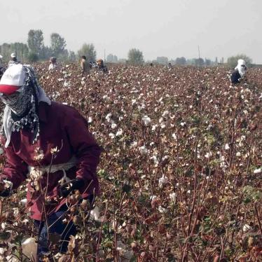 Cotton picking in Uzbekistan.