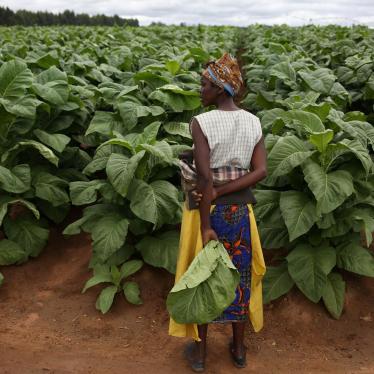 A Bitter Harvest: Child Labor and Human Rights Abuses on Tobacco